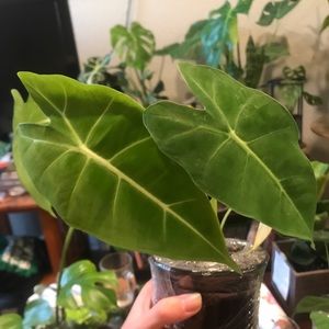 Live Alocasia Frydek Indoor Houseplant